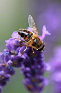 La vie d&rsquo;une abeille