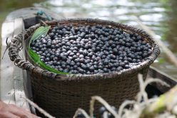 L&rsquo;açai : quelles sont ses vertus pour notre santé ?