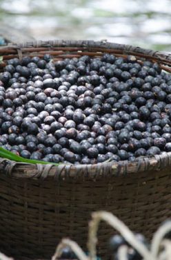 L&rsquo;açai : quelles sont ses vertus pour notre santé ?