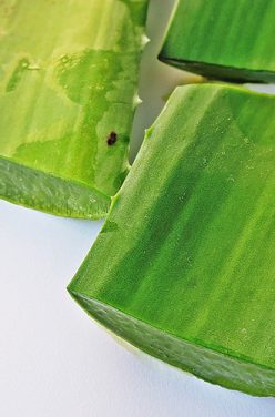 Pourquoi consommer du gel d&rsquo;aloe vera à boire ?
