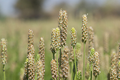 Psyllium : l&rsquo;ami des intestins