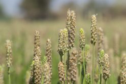 Psyllium : l&rsquo;ami des intestins