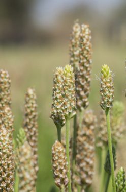 Psyllium : l&rsquo;ami des intestins