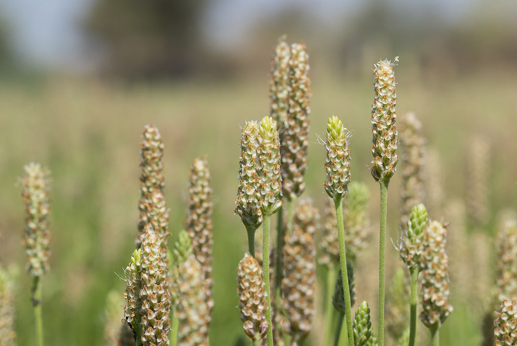 Psyllium : l&rsquo;ami des intestins