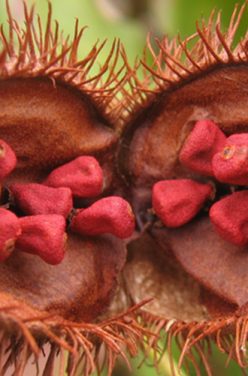 Urucum : un trésor de la nature