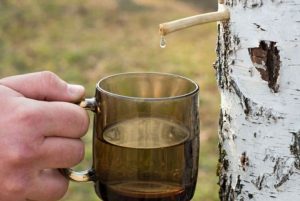 Cure de sève de bouleau fraîche