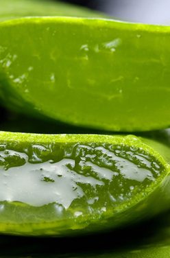 Comment extraire le gel d&rsquo;aloe vera ?
