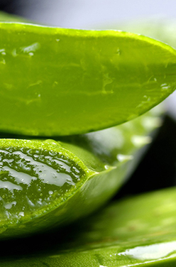 Comment extraire le gel d&rsquo;aloe vera ?