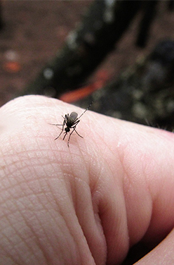 Comment éviter les piqûres d&rsquo;insectes cet été ?