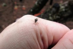Comment éviter les piqûres d&rsquo;insectes cet été ?