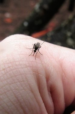 Comment éviter les piqûres d&rsquo;insectes cet été ?