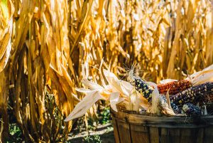 cultures-agricoles-collectives
