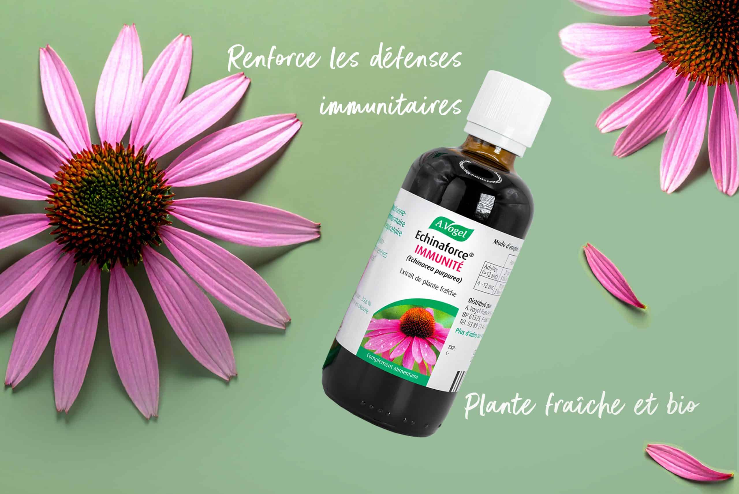 L’Echinacea, la fleur qui veille sur vos défenses naturelles