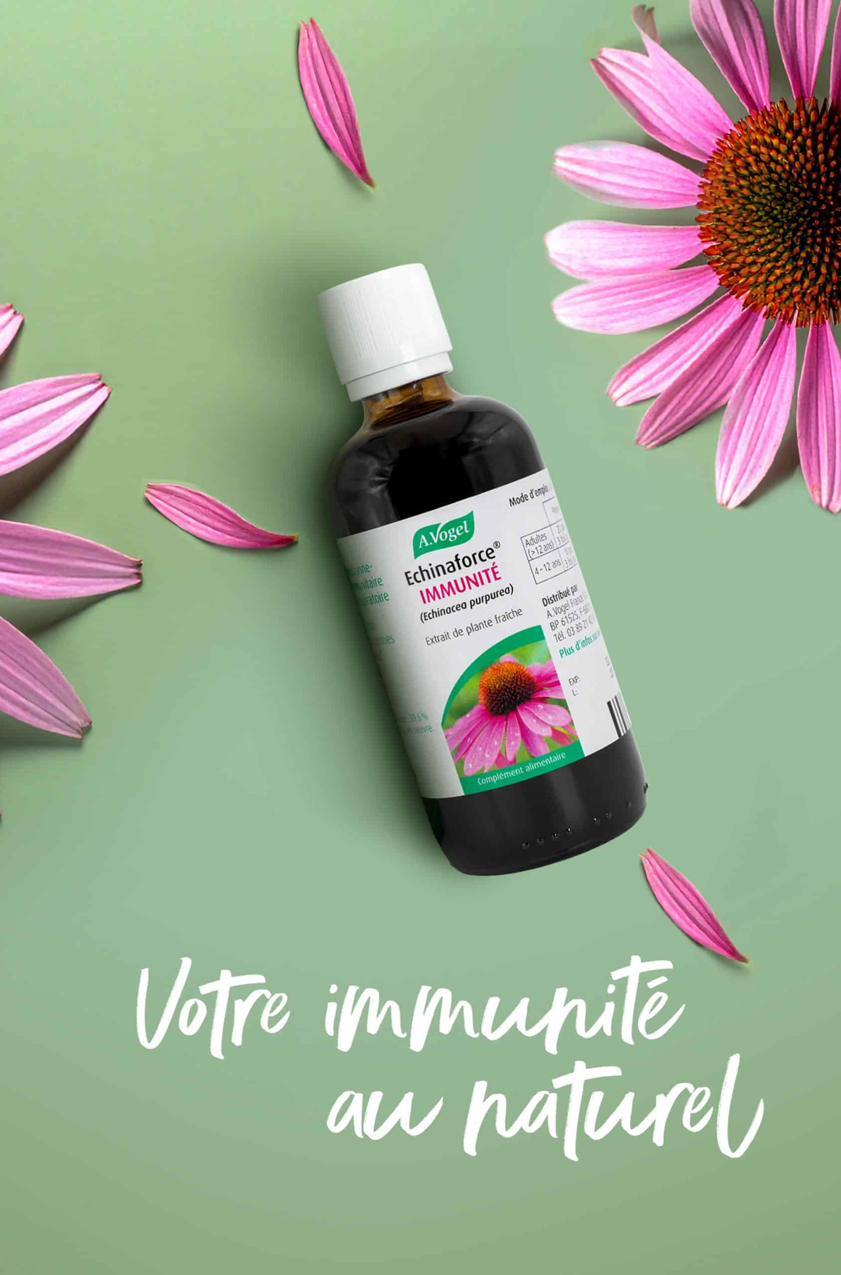 L’Echinacea, la fleur qui veille sur vos défenses naturelles